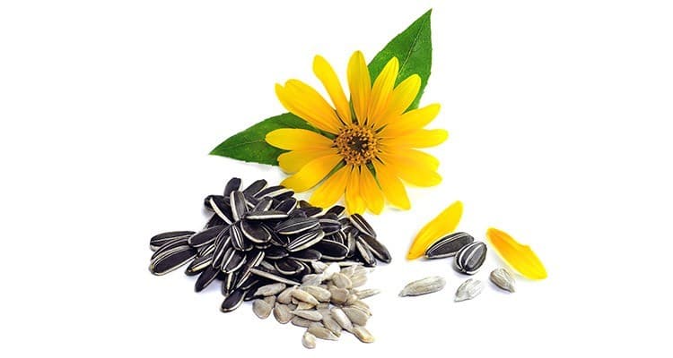 خرید تخمه آفتابگردان + فروش ویژه